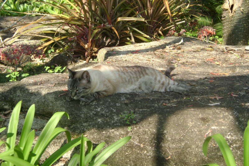 nutty_in_garden